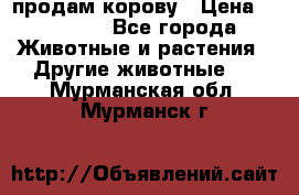 продам корову › Цена ­ 70 000 - Все города Животные и растения » Другие животные   . Мурманская обл.,Мурманск г.